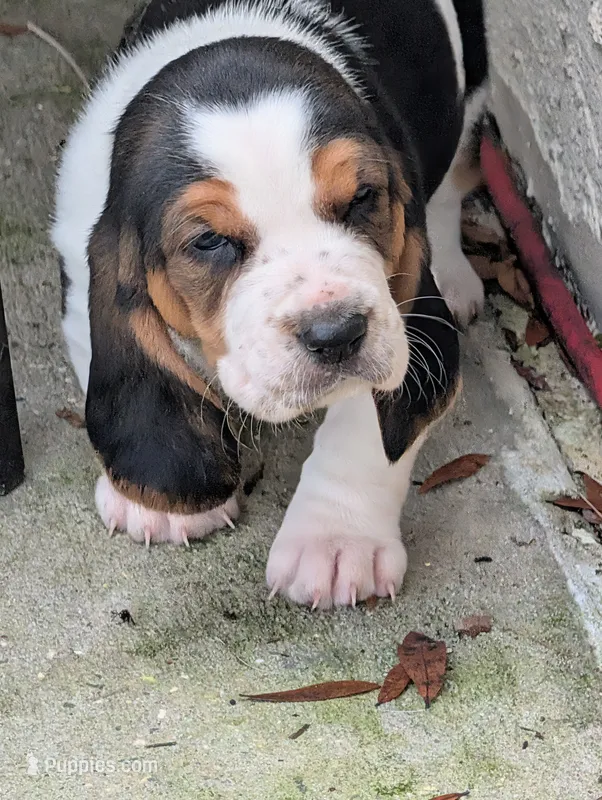 Green (Clara May) – Basset Hound puppy for sale in Groveland, FL