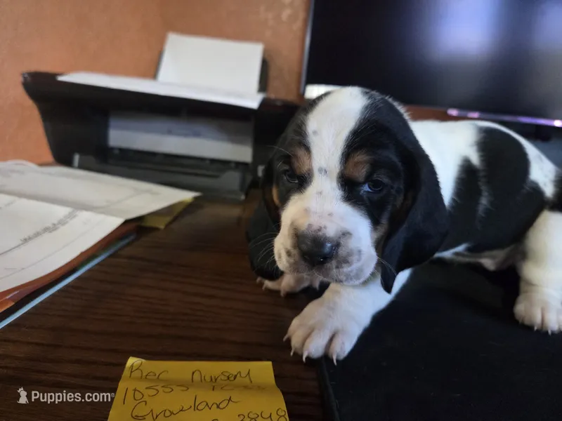 Red (Maisie May) – Basset Hound puppy for sale in Groveland, FL