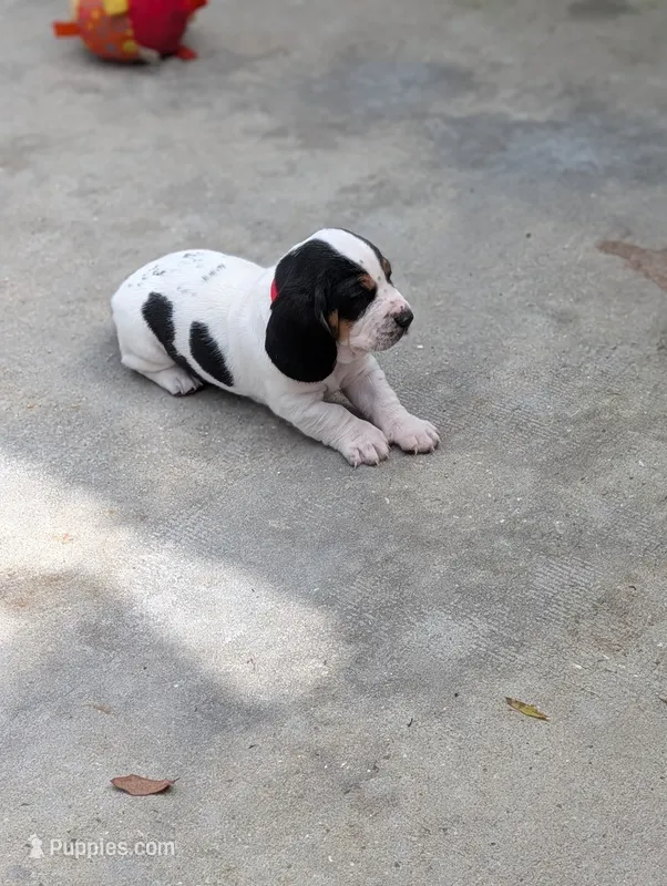 Red (Maisie May) – Basset Hound puppy for sale in Groveland, FL
