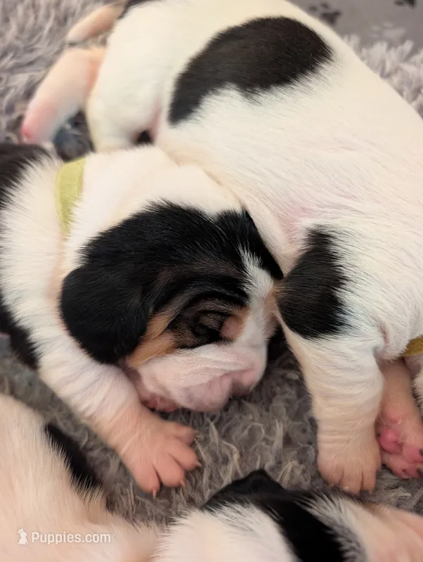 Yellow (Jilly May) – Basset Hound puppy for sale in Groveland, FL