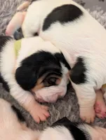 Yellow (Jilly May), a female Basset Hound for sale in Groveland, FL – 1 of 4