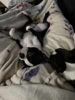 processed/2c881791-bdf0-4e4c-9506-3ab5d156b38b/listing/2bcbc5e8-1dca-4362-917e-7dbbd7d211ab/2896da2c-12b5-4f88-836e-d3160988e8bd