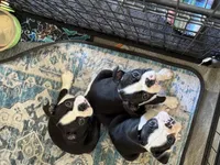 Wave/Breeze, a male Boston Terrier for sale in Circleville, OH – Photo 8 of 8