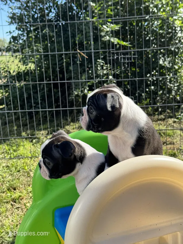 Wave/Breeze, a male Boston Terrier for sale in Circleville, OH – Photo 1 of 8