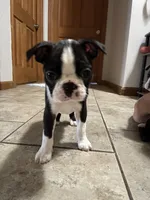Wave/Breeze, a male Boston Terrier for sale in Circleville, OH – Photo 2 of 8