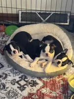 Wave/Breeze, a male Boston Terrier for sale in Circleville, OH – Photo 7 of 8