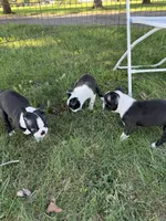 Wave/Breeze, a male Boston Terrier for sale in Circleville, OH – Photo 6 of 8