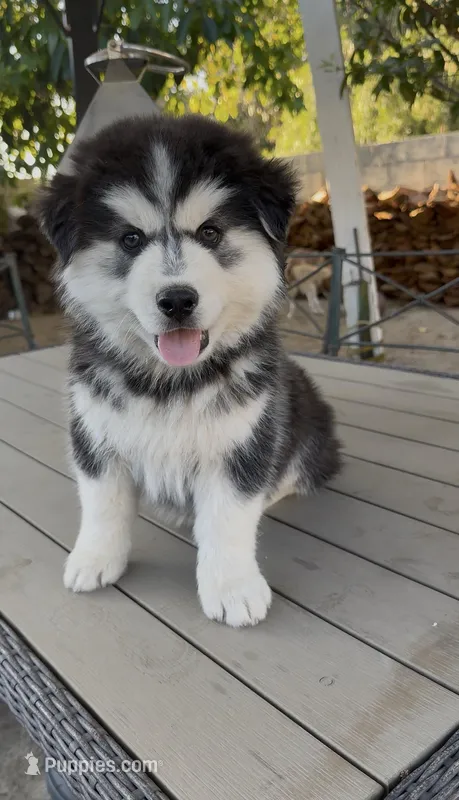 Max – Siberian Husky puppy for sale in San Diego, CA