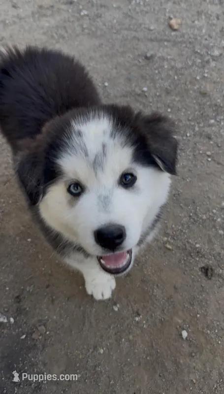 Ace – Siberian Husky puppy for sale in San Diego, CA