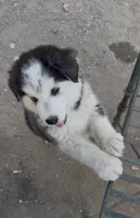 Ace, a male Siberian Husky for sale in San Diego, CA – Photo 2 of 2