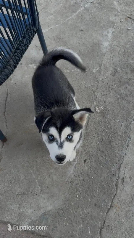 Lucy – Siberian Husky puppy for sale in San Diego, CA