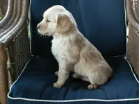 Adorable Puppy, a male Golden Retriever for sale in Springfield, MO – Photo 2 of 4