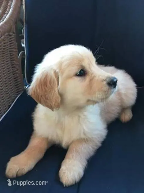 Adorable Puppy – Golden Retriever puppy for sale in Springfield, MO