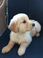 Adorable Puppy, a male Golden Retriever for sale in Springfield, MO – Photo 1 of 4