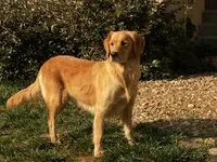 Adorable Puppy, a male Golden Retriever for sale in Springfield, MO – Photo 4 of 4