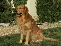 Adorable Puppy, a male Golden Retriever for sale in Springfield, MO – Photo 3 of 4