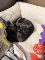 No name yet , a male Miniature Dachshund for sale in Boiling Springs, SC – Photo 4 of 4