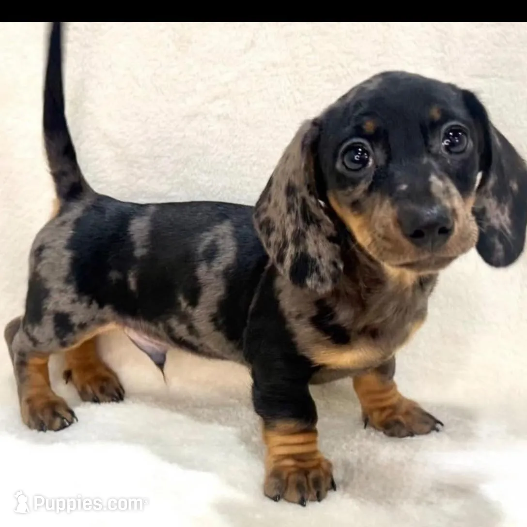 No name yet  – Miniature Dachshund puppy for sale in Boiling Springs, SC