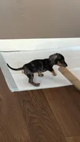 Baby boy dapple , a male Miniature Dachshund for sale in Boiling Springs, SC – Photo 2 of 6