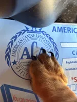 Baby boy dapple , a male Miniature Dachshund for sale in Boiling Springs, SC – Photo 5 of 6