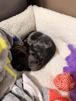 Baby boy dapple , a male Miniature Dachshund for sale in Boiling Springs, SC – Photo 6 of 6