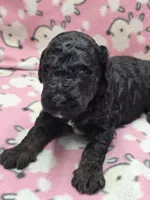 Nirvana AKC, a male Poodle - Standard  for sale in Riverview, FL – 6 of 7