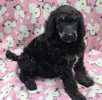 Nirvana AKC, a male Poodle - Standard  for sale in Riverview, FL – 3 of 7