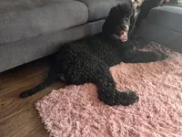 Co-Own/Guardian for Ganesha, a male Poodle - Standard  for sale in Riverview, FL – 2 of 5