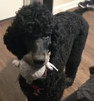 Co-Own/Guardian for Ganesha, a male Poodle - Standard  for sale in Riverview, FL – 1 of 5