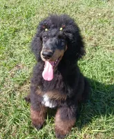 Co-Own/Guardian for Ganesha, a male Poodle - Standard  for sale in Riverview, FL – 4 of 5