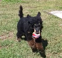 Co-Own/Guardian for Ganesha, a male Poodle - Standard  for sale in Riverview, FL – 5 of 5
