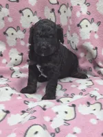Nirvana AKC, a male Poodle - Standard  for sale in Riverview, FL – 5 of 7
