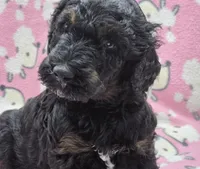 Nirvana AKC, a male Poodle - Standard  for sale in Riverview, FL – 4 of 7