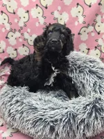 Nirvana AKC, a male Poodle - Standard  for sale in Riverview, FL – 2 of 7