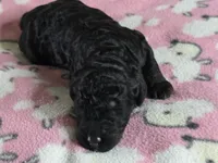 Nirvana AKC, a male Poodle - Standard  for sale in Riverview, FL – 7 of 7