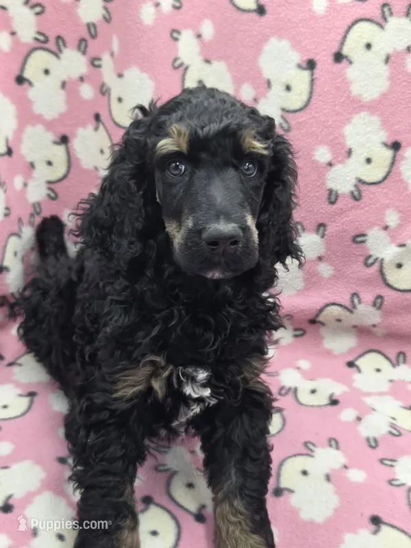 Nirvana AKC – Poodle - Standard  puppy for sale in Riverview, FL