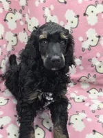 Nirvana AKC, a male Poodle - Standard  for sale in Riverview, FL – 1 of 7