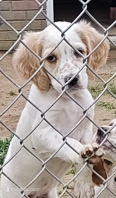 Green Collat – English Setter puppy for sale in Campbell, MO