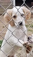 Green Collat, a female English Setter for sale in Campbell, MO – 1 of 1