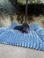 Dolly AKC , a female Dachshund and Miniature Dachshund for sale in Phoenix, AZ – 5 of 10