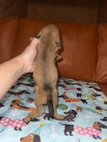 Dolly AKC , a female Dachshund and Miniature Dachshund for sale in Phoenix, AZ – 5 of 5