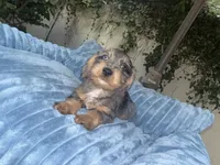 Joe Dapple AKC, a male Dachshund and Miniature Dachshund for sale in Phoenix, AZ – 5 of 10