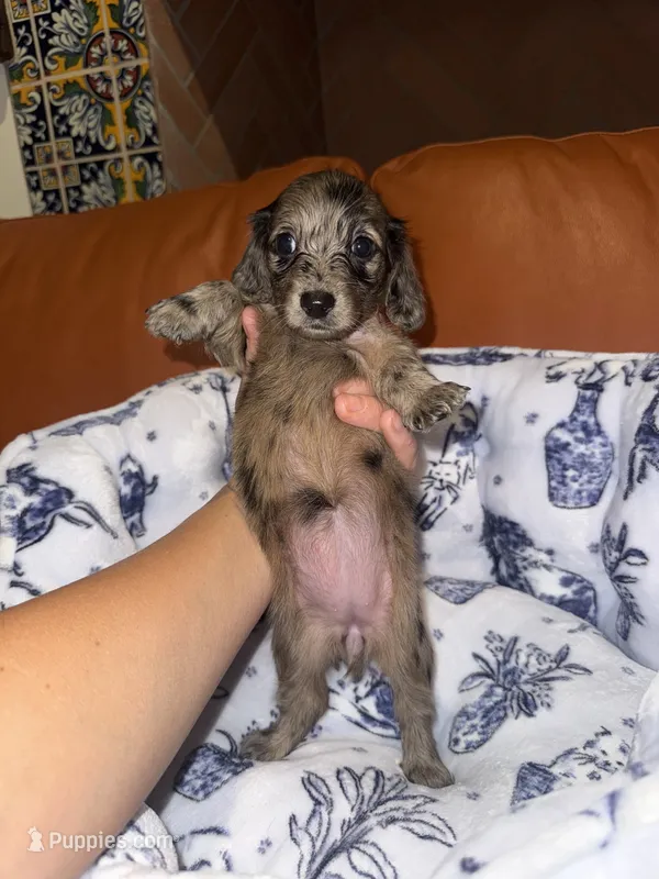 Betty LH Dapple AKC – Dachshund, Miniature Dachshund puppy for sale in Phoenix, AZ