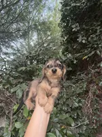 Ava Dapple AKC, a female Dachshund and Miniature Dachshund for sale in Phoenix, AZ – 5 of 10