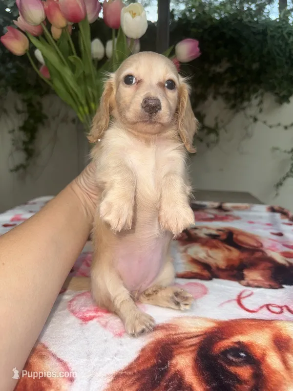 Missy LH AKC – Dachshund, Miniature Dachshund puppy for sale in Phoenix, AZ