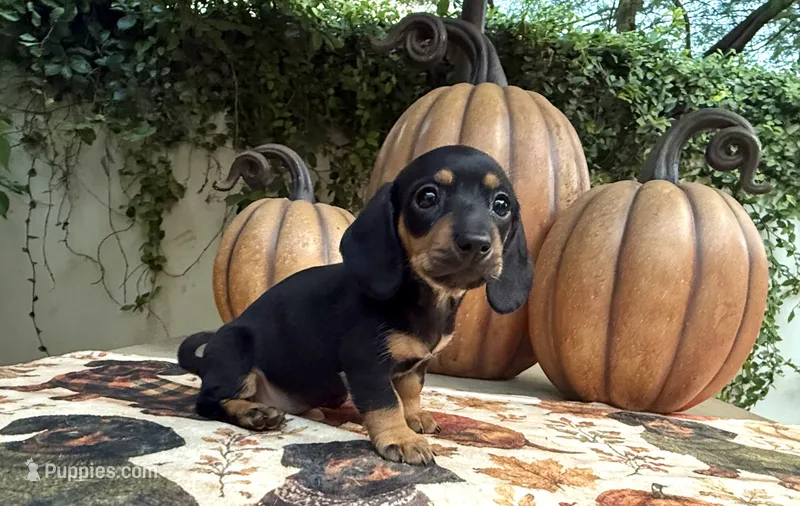Dolly AKC  – Dachshund, Miniature Dachshund puppy for sale in Phoenix, AZ