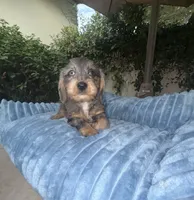 Joe Dapple AKC, a male Dachshund and Miniature Dachshund for sale in Phoenix, AZ – 4 of 10