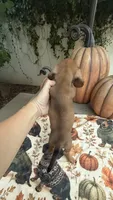 Mia Red AKC, a female Dachshund and Miniature Dachshund for sale in Phoenix, AZ – 5 of 8