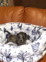 Betty LH Dapple AKC, a female Dachshund and Miniature Dachshund for sale in Phoenix, AZ – 2 of 4