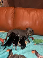 Dolly AKC , a female Dachshund and Miniature Dachshund for sale in Phoenix, AZ – 9 of 10